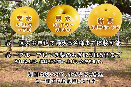 梨狩り体験 1グループ5名様まで 5個 梨の収穫体験 幸水 豊水 新高 甘みがあって大玉の梨が自慢  親子で楽しむ 近場で楽しむ 新鮮 もぎたて 夏の体験 夏休み しろいの梨  梨のもぎ取り