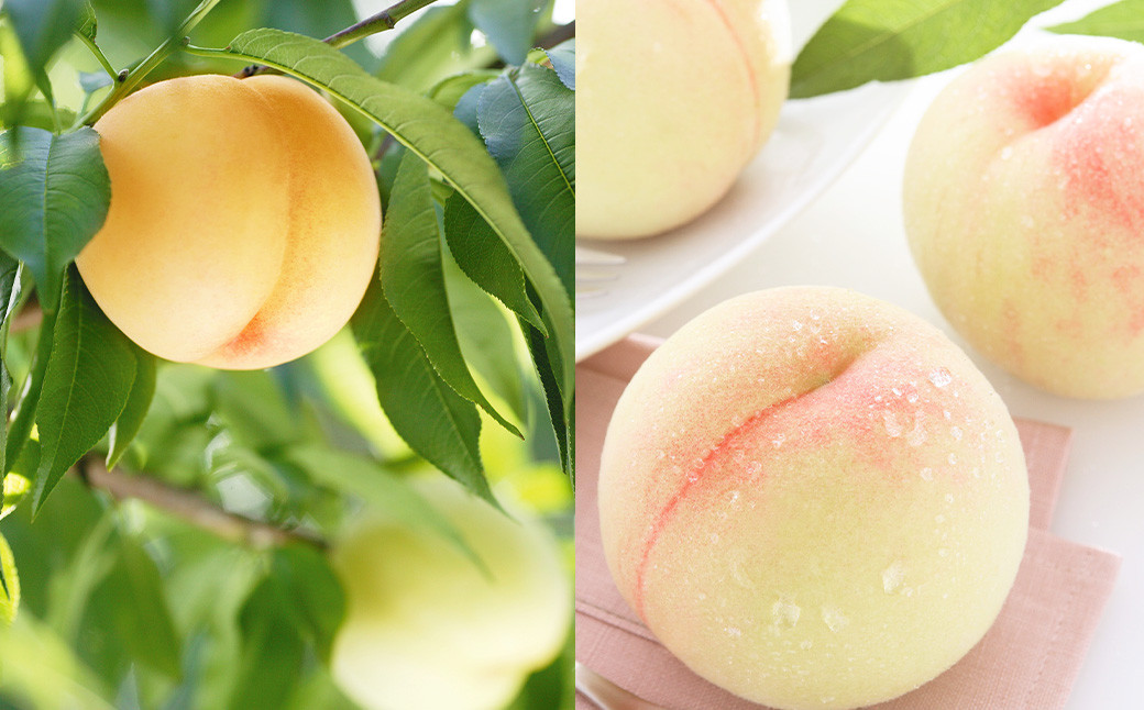 
            岡山白桃 ロイヤル 3玉 約800g 【2025年7月上旬～7月下旬発送予定】 ／ 白桃 桃 もも モモ
          