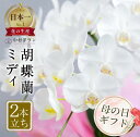 【ふるさと納税】 胡蝶蘭 ミディ ＼大満足の高評価★4.9／ 中村洋ラン 白色 2本立ち (16輪～20輪) 陶器鉢寄せ植え ギフト 鉢花 蘭 プレゼント 洋ラン 生花 お花 お祝い お供え 開店祝い 冠婚葬祭 蘭 新築祝い 記念日 母の日 贈り物 母の日 誕生日 田原市