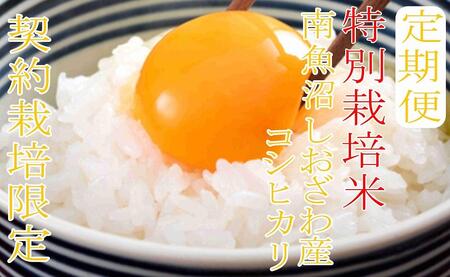 【令和7年産】※定期便：20Kg×3ヶ月※特別栽培 生産者限定  南魚沼しおざわ産コシヒカリ【2025年10月上旬より順次発送予定】
