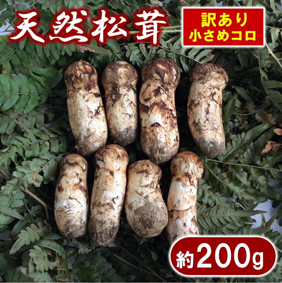 【ふるさと納税】 松茸 訳あり 岩手県産 天然松茸 約200g 数量限定 小さめ コロ 期間限定