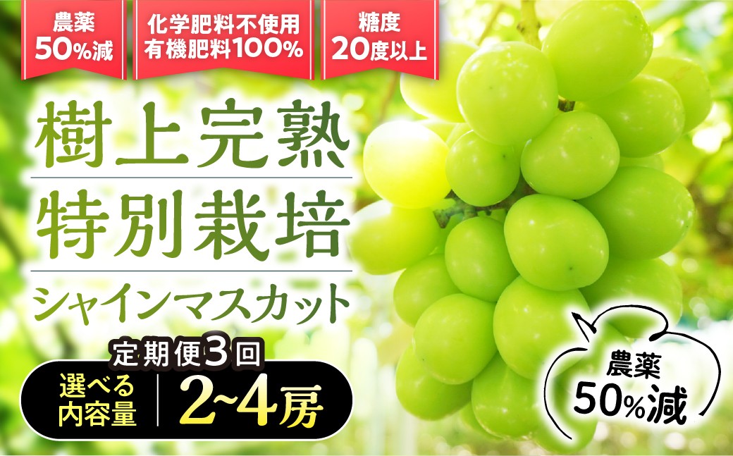 
                  【先行予約】定期便　樹上完熟シャインマスカット（特別栽培）選べる容量2～4房（1.2㎏～2.4kg）3回　BM-P-15
                