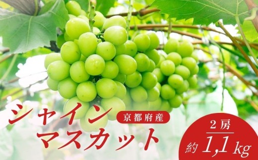 ぶどう 先行予約 シャインマスカット2房セット 約 1kg 【2026年8月20日~9月下旬発送予定】 葡萄 ブドウ 京都産ぶどう 2房 シャインマスカット くだもの 果物 フルーツ 旬 マスカット shinemuscat budou 旬ぶどう ますかっと grape 夏 ふるーつ グレープ デザート fruits クダモノ kudamono 勧修寺 京都 京都府 勧修寺観光農園 JA JA全農