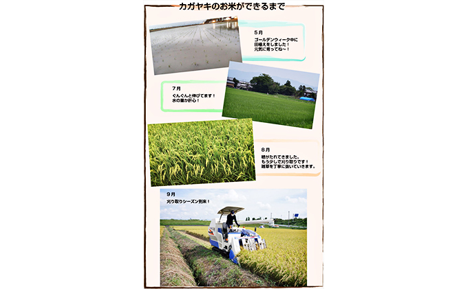 カガヤキ農園 特別栽培米コシヒカリ10kg 米 精米 白米 コシヒカリ こめ コメ お米 おこめ こしひかり 新潟 新潟県特別栽培農産物認証取得 特別栽培米 新潟県 