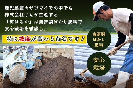 【先行予約】【鹿児島県産 】熟成 紅はるか 5kg (1箱 ) Lサイズ さつまいも（AX72216）