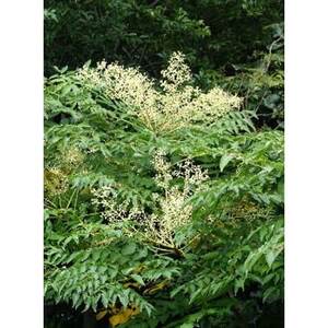 熊野古道　峠の蜂蜜(日高町)【1221367】