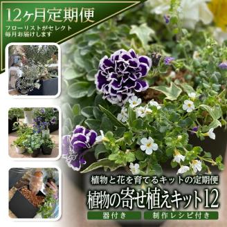 SL0232　【12回定期便】植物と花を育てるキットの定期便「植物の寄せ植えキット スクエア12」