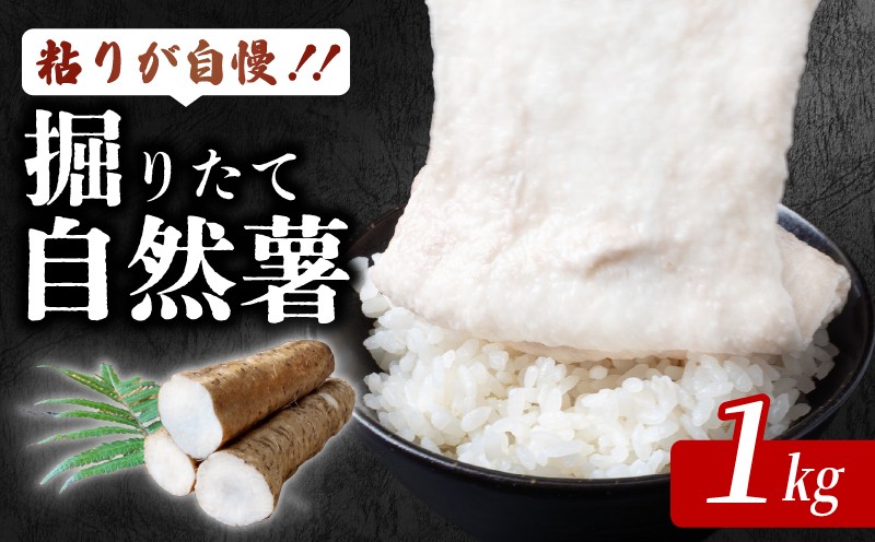 
                  安田町産 粘りが自慢 掘りたて自然薯1kg 自然薯 1kg 国産 じねんじょ 山芋 専用箱入り 山いも やまいも 野菜 健康 とろろ 芋 簡単 常温配送 夏バテ スタミナ 栄養 おかず 米 ご飯のおとも つけ汁 そば うどん クリスマス 年末年始 人気 プレゼント 高知 安田町 JN-04
                