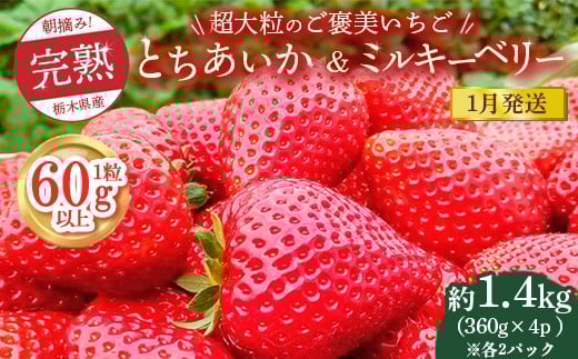 【先行予約】【1月発送】1粒60g以上！超大粒の《ご褒美いちご》朝摘み完熟とちあいか＆ミルキーベリー紅白セット 1440g(360g×各2p)　※離島への配送不可　※2026年1月上旬～1月下旬頃に順次発送予定