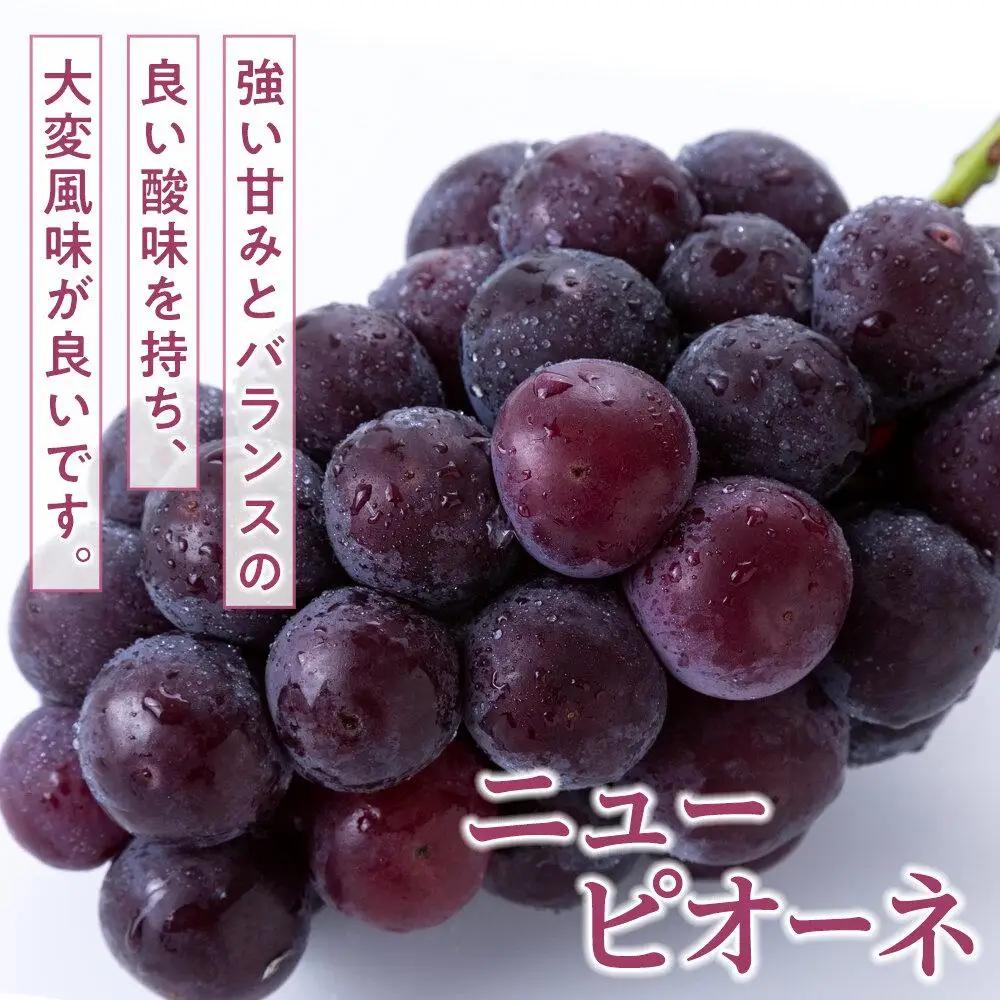 桃 ぶどう 2026年  白 桃 2玉（1玉200g以上） ニュー ピオーネ 2房（合計約940g）詰合せ もも 葡萄 岡山県産 フルーツ 果物 ギフト