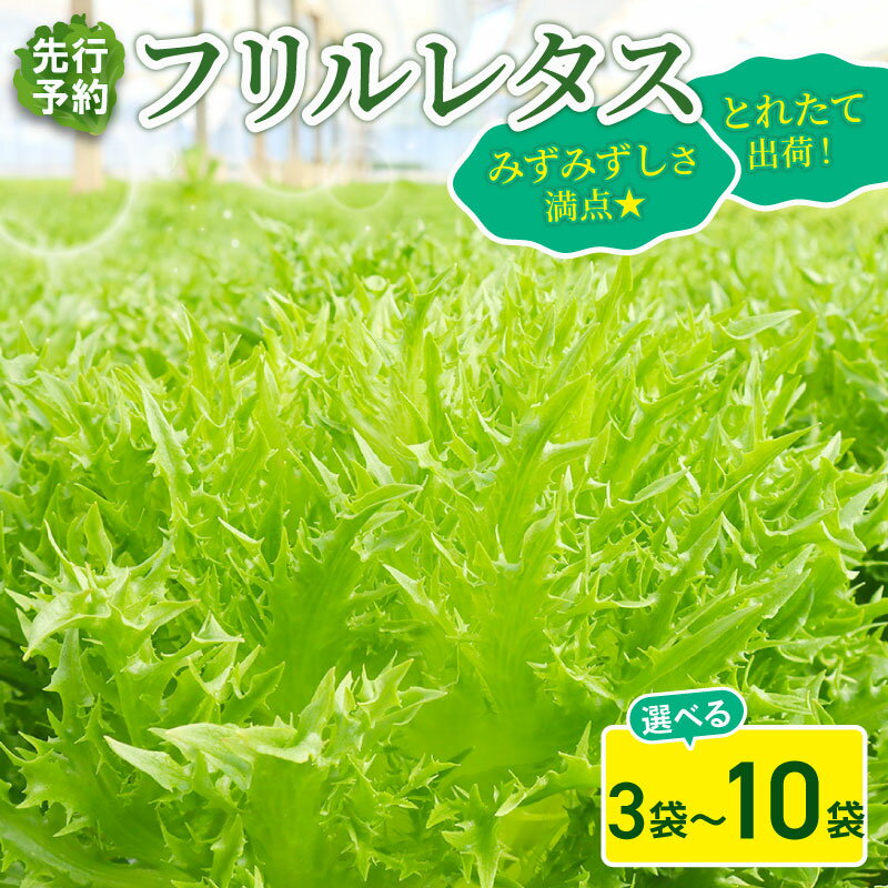 【ふるさと納税】 フリル レタス 3袋 / 6袋 / 10袋 セット 【 先行予約 】【11月中旬～発送】 新鮮 サラダ 緑黄色 野菜 やさい こだわり 産地直送 土壌 栽培 新鮮 採れたて 冷蔵 低カロリー ヘルシー レタスボウル 副菜 常備菜 健康 弁当 千葉県 旭市 Farm Fujinaga