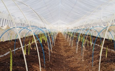 春一番！JAそらち南の味覚「アスパラ2色セット」北海道産グリーン・ホワイト計2kg前後