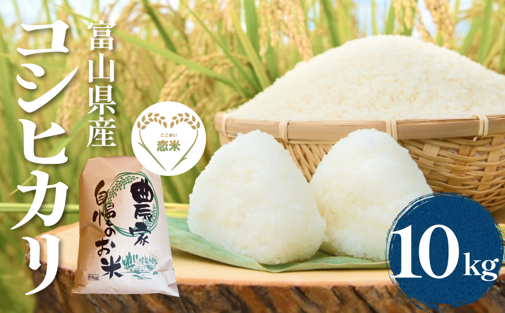 富山県産コシヒカリ 10kg　恋米（ここまい） 天風穂（あまほ） はざかけ米 はざ掛け 富山県 氷見市