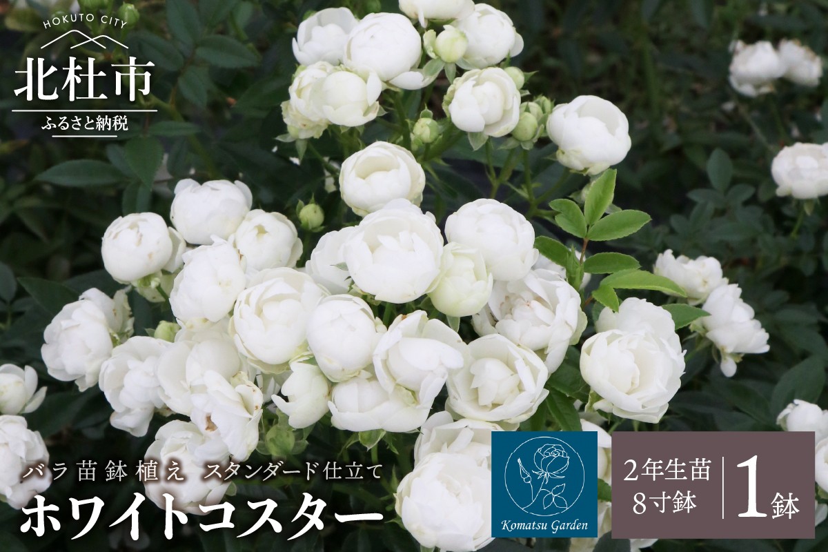 
                  バラ苗鉢植え「ホワイトコスター・スタンダード仕立て」　バラ 苗 四季咲き 鉢植え 花 8寸鉢 2年生苗 ガーデニング 母の日 父の日
                