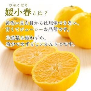 愛媛でしか栽培できない希少柑橘 媛小春(ひめこはる)寒天ゼリー8本セット 【C25-82】【1305617】