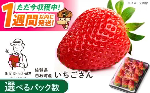 【スピード発送】いちごさん 960g（4パック）【8/12ICHIGOFARM】 イチゴ 苺 産地直送 果物 くだもの フルーツ 佐賀県産 白石町  デザート スイーツ 国産  白石 [IBR006]