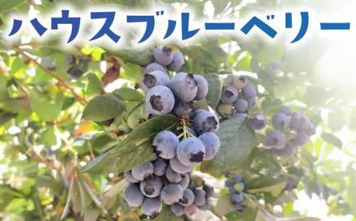 ハウス ブルーベリー 生 冷蔵 先行予約 4月出荷 400g 国産 果物 フルーツ 甘い 美味しい こだわり 春 数量限定 デザート ジャム コンポート スムージー ヨーグルト タルト マフィン 新鮮 産地直送 農家直送 早生品種 温室 温室栽培 10000円 プレゼント ギフト 贈り物 加藤園芸 神奈川 湘南 藤沢