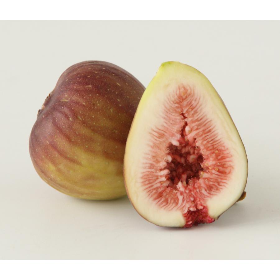 ＜紀のファーム＞秀品いちじく「桝井ドーフィン」1kg（12個）