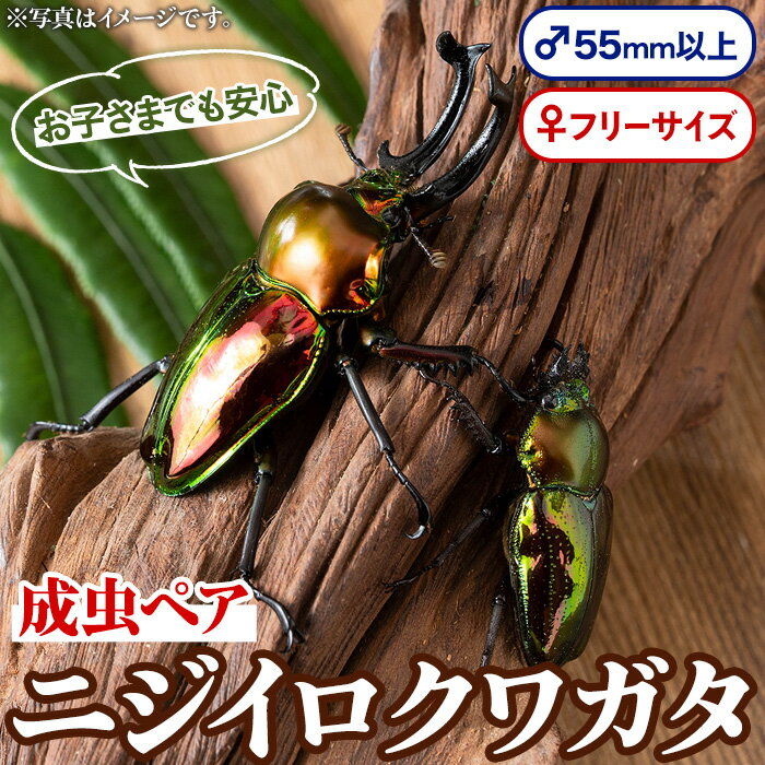 【ふるさと納税】ニジイロクワガタ 成虫ペア オス(55mm以上) メス(フリーサイズ) 鹿児島 クワガタ 虹色 雄 オス 昆虫 虫 むし 成虫 生体 飼育 生き物 生物【ビートル倶楽部】