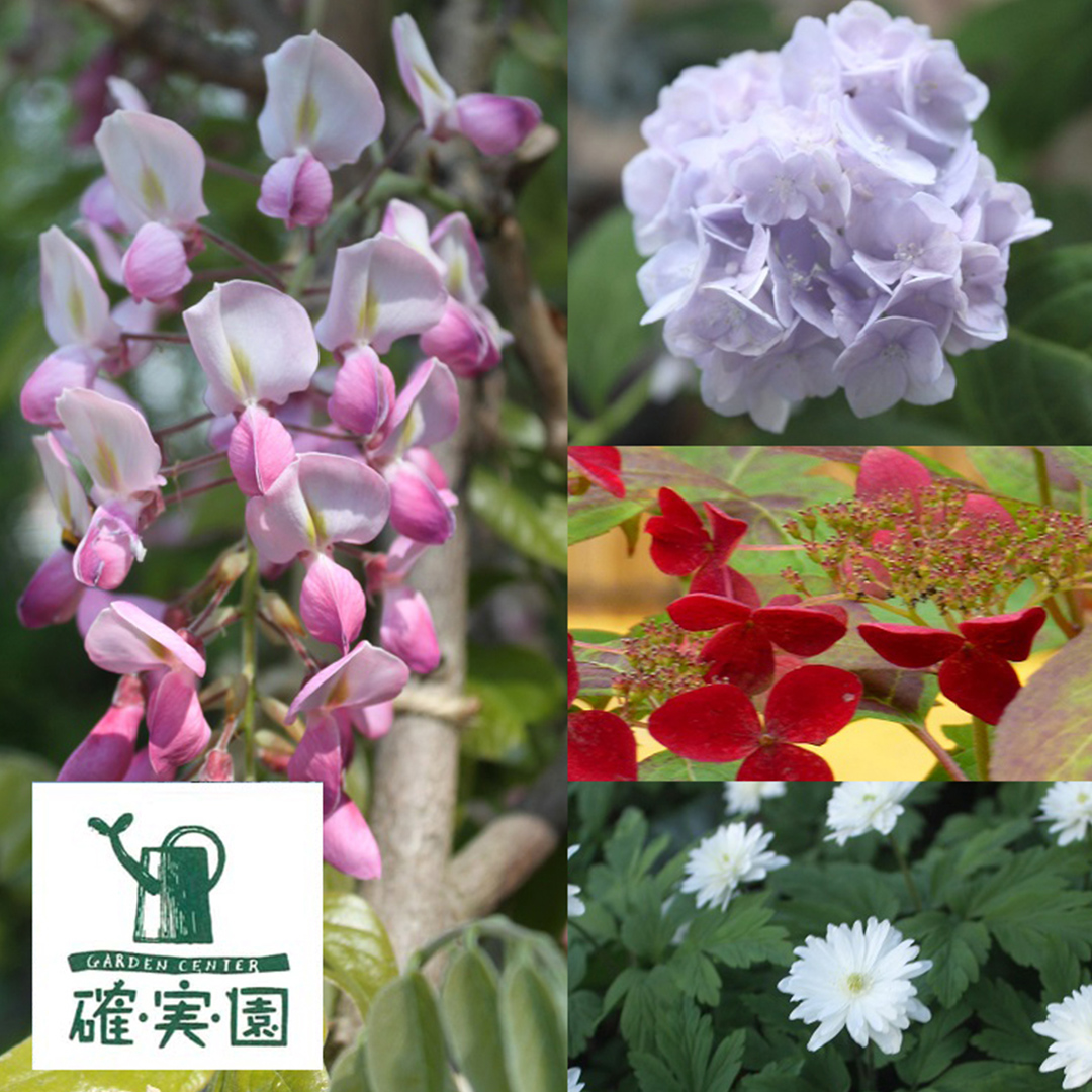 ≪先行予約≫ガク アジサイ 【 おまかせ 1点 】【2025年4月上旬頃より発送開始】 植物 花 インテリア フラワー 紫陽花 お花 園芸 初夏 梅雨 ガーデニング