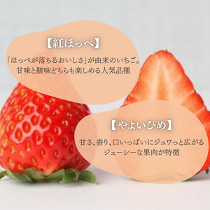 甘さ濃厚 ジューシーいちご２パック
