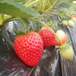 ＜先行予約＞【とちあいか ミルキーベリー】鬼怒川の恵みをたっぷり受けた　栃木県上三川（かみのかわ）町産　紅白イチゴセット【紅白各1パック】いちご イチゴ 苺 白いちご 紅白いちご ※2026年1月中旬