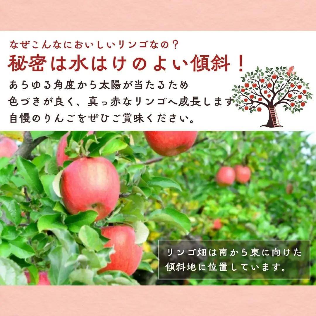 【2026年先行予約】りんご サンふじ 約5kg (9~18玉) |りんご