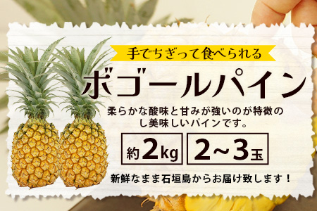 《2025年5月上旬頃より順次発送》【予約受付】石垣島産 ボゴールパイン 2～3玉セット 約2㎏ TD-2