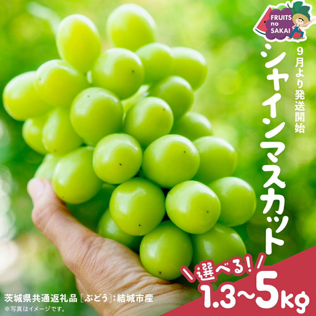 【ふるさと納税】＼ 選べる内容量 ／ シャインマスカット 1.3kg（約2房）2kg（約4房）5kg（約8～12房）【2025年9月より発送開始】（茨城県共通返礼品 [ぶどう]：結城市産） 葡萄 マスカット 旬 お取り寄せ フルーツ 種なし 皮ごと 甘い デザート