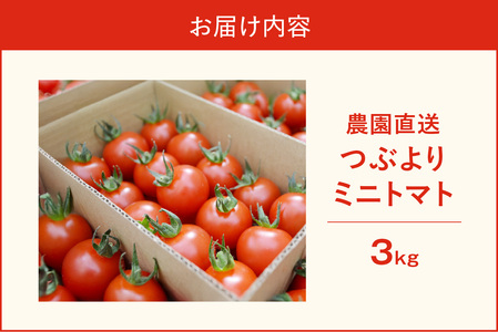 【先行予約】≪2027年1月より順次発送≫農園直送 つぶより ミニトマト 3kg入り
