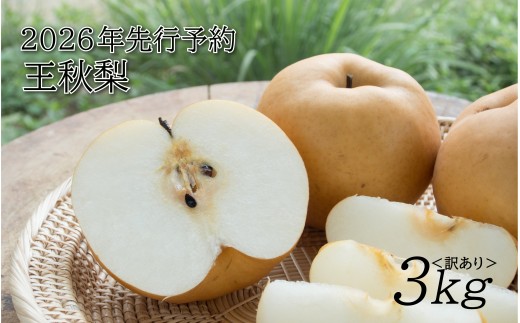 【2026年 先行予約】訳あり 王秋梨 3kg｜鳥取 山根農園 梨 2026年収穫後 11月頃～順次発送予定※着日指定不可【41065】