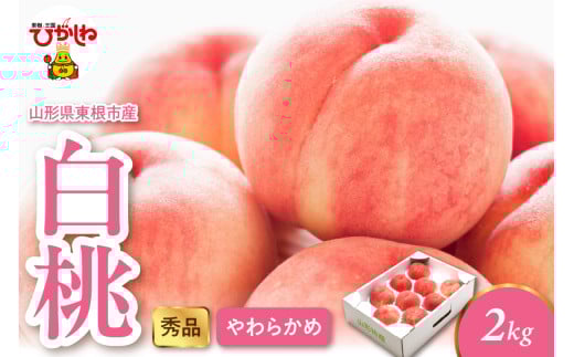 2026年産 白桃（柔らかめ） 2kg 秀品 山形県 東根市 hi082-048