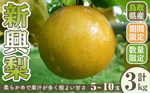 ＜10月上旬～12月下旬発送予定＞＜数量限定＞こばやし農園新興梨(計3kg・5～10玉)【sm-CK007】【こばやし農園】