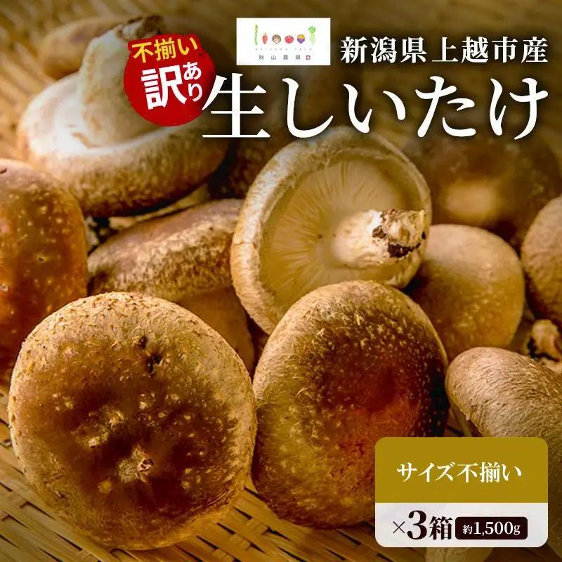 【訳あり】不揃い 生しいたけ 肉厚 計約1.5kg 秋山農場 しいたけ
