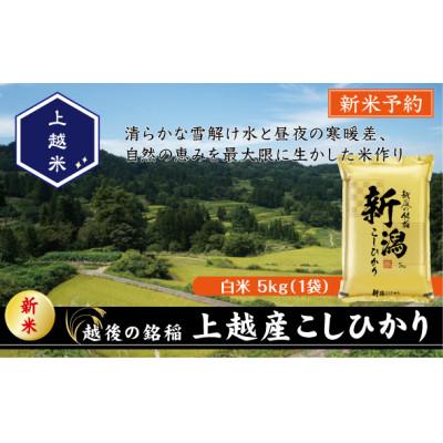 ふるさと納税 上越市 【令和7年産新米先行予約】食味鑑定士厳選　新潟県上越市産こしひかり　5kg