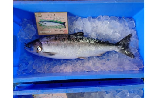 知床羅臼産！幻の魚鮭児 1尾(3.3kg～3.4kg)