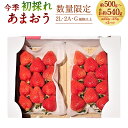 【ふるさと納税】今季初採れ あまおう 2パック【数量限定】約500～540g（約250～270g×2パック）2L 2A G以上 初採れ いちご イチゴ 苺 果物 くだもの フルーツ 冷蔵 国産 九州 福岡県 大刀洗町 送料無料【2024年12月上旬～2025年1月下旬発送予定】