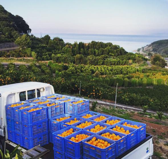山本農園