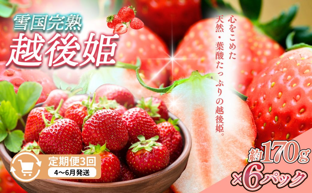 
            定期便 3回【4～6月発送】雪国完熟いちご越後姫 170g×6全3回 定期配送 越後姫 いちご 定期便 完熟 苺 新潟
          