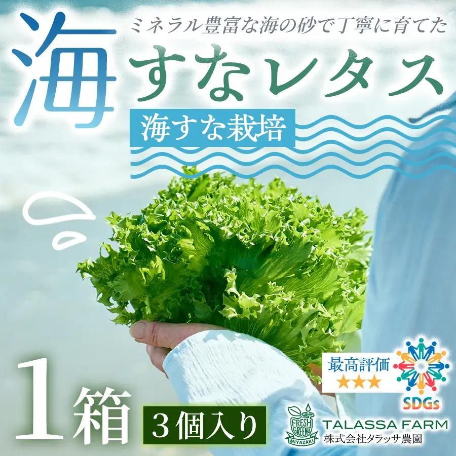フリルレタス「海すなレタス」3個入り×1箱【A344】