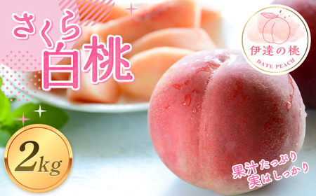 福島の桃 さくら白桃2kg（4～7玉） 【あかい果樹園】 2025年出荷分 先行予約 固め フルーツ 果物 もも モモ momo  F20C-911