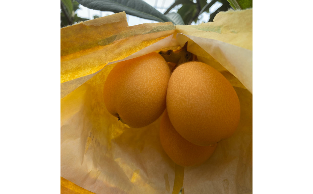 先行予約 枇杷「なつたより」1kg ／ 果物 くだもの フルーツ ビワ びわ 長崎県 長崎市 オンライン決済限定 【2026年5月上旬～下旬迄発送予定】