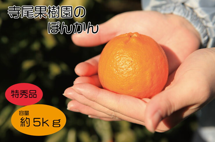 【ふるさと納税】ぽんかん 特秀品 5kg (土居町天満産)