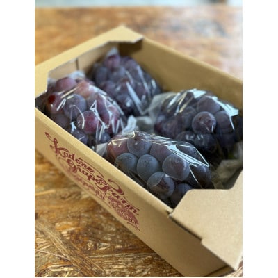 【2026年発送分】岡山県産 訳あり 朝摘みニューピオーネ 2kg(3〜5房)【配送不可地域：離島】【1700083】