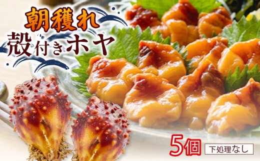 大船渡産 冷蔵 活ホヤ 5個 [下処理なし] 産地直送 殻付き ほや 括 海鞘 朝穫れ 新鮮 海産 被災 震災 火災 三陸 沿岸 大船渡市 岩手県