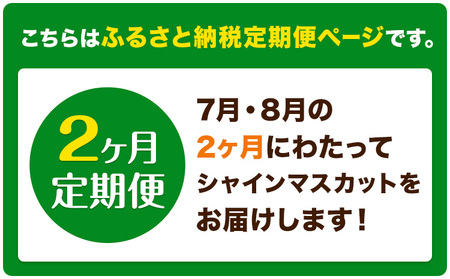 【2ヶ月定期便】ぶどう シャインマスカット 晴王 1.2kg 2房 ハレノフルーツ(アストライ)《7月上旬-8月末頃出荷》岡山県 浅口市 送料無料 フルーツ 果物 マスカット お取り寄せフルーツ【配送