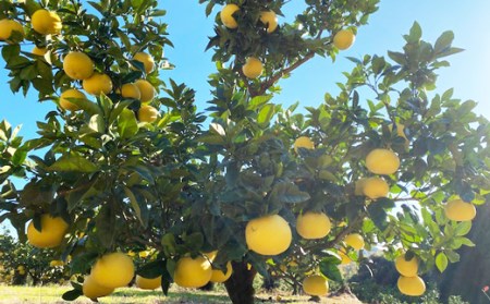 吉村農園 土佐文旦5kg(贈答用) 文旦