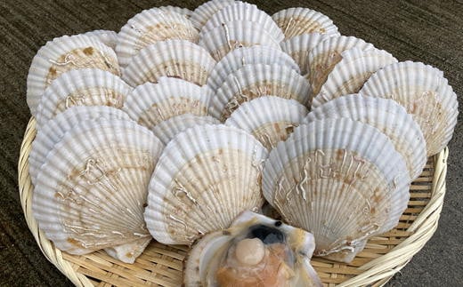 7-012-054　殻付き半成貝（ベビー貝）2kg（約30枚）【3月発送】