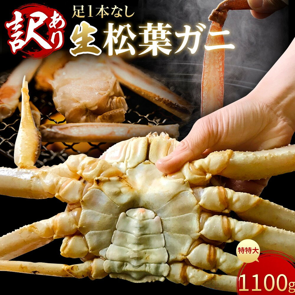 【ふるさと納税】【魚倉】足1本なし生松葉ガニ(特特大1,100g)訳あり | 国産 訳あり ズワイガニ 松葉ガニ カニ 蟹 かに 生 カニ鍋 かに鍋 鍋 かにしゃぶ かにみそ 期間限定 送料無料 鳥取県 三朝町