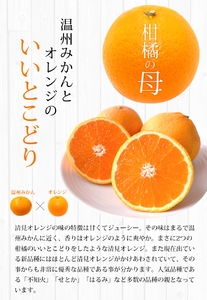 【期間限定・2025/5/15まで】清見オレンジ 4kg※2025年5月から順次発送予定※ / オレンジ きよみオレンジ きよみ 柑橘 フルーツ 果物 和歌山県 田辺市 【nak041】